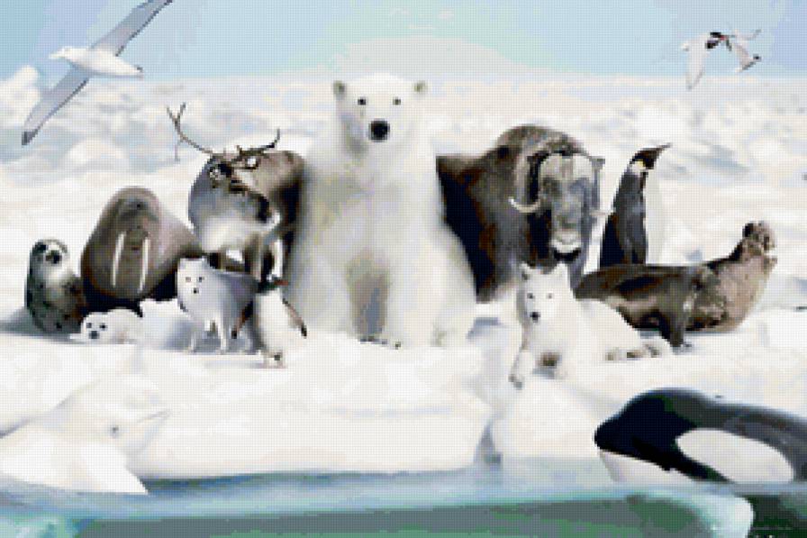 frozen-planet - животные, морж, волк, лед, север, медведь, звери - предпросмотр