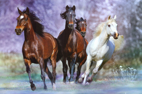 Табун лошадей - конь, животные, лошадь, природа - оригинал