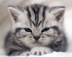 котик - оригинал