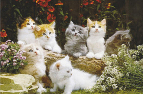 Котята - животные, кошки, котенок, кот, котята, кошка - оригинал
