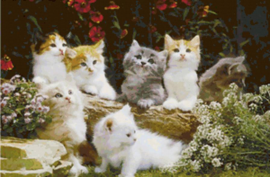 Котята - котенок, кошки, кот, котята, животные, кошка - предпросмотр