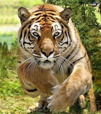 Тигр в прыжке - зверь, животное, тигр - оригинал