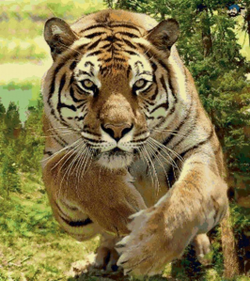 Тигр в прыжке - зверь, тигр, животное - предпросмотр