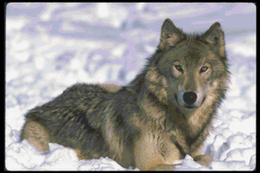 Волк на снегу - волк, снег, зверь, животное - предпросмотр