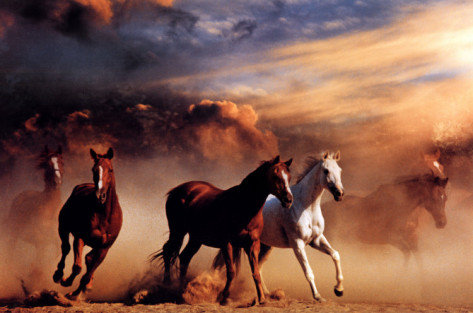 Бегущие лошади - лошадь, лошади, природа, животное - оригинал