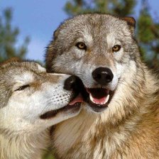 пара волков