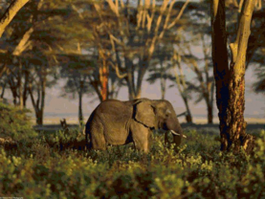 слон - животные, слоны - предпросмотр