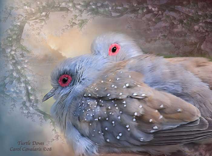 birds - оригинал