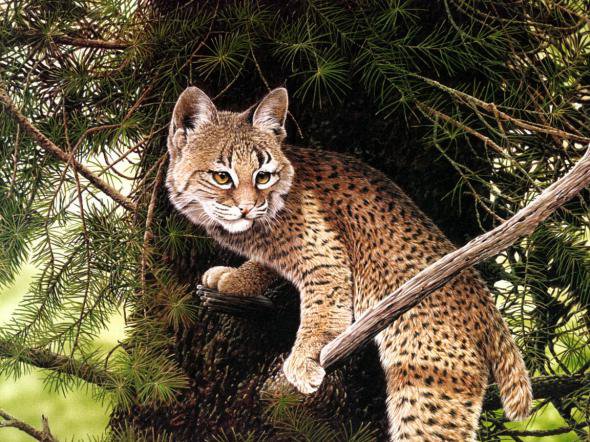 дикая природа - животные, природа - оригинал