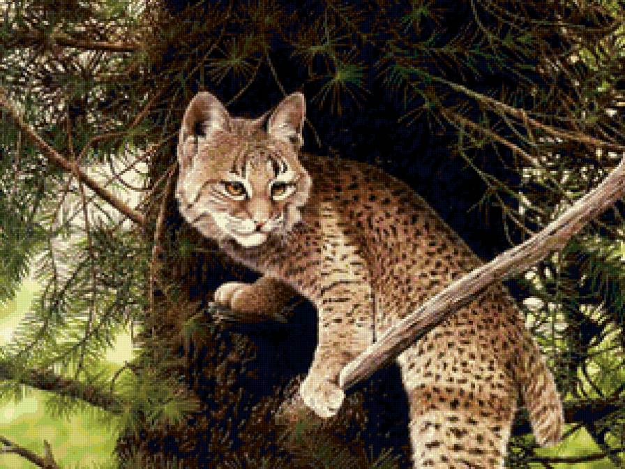 дикая природа - животные, природа - предпросмотр