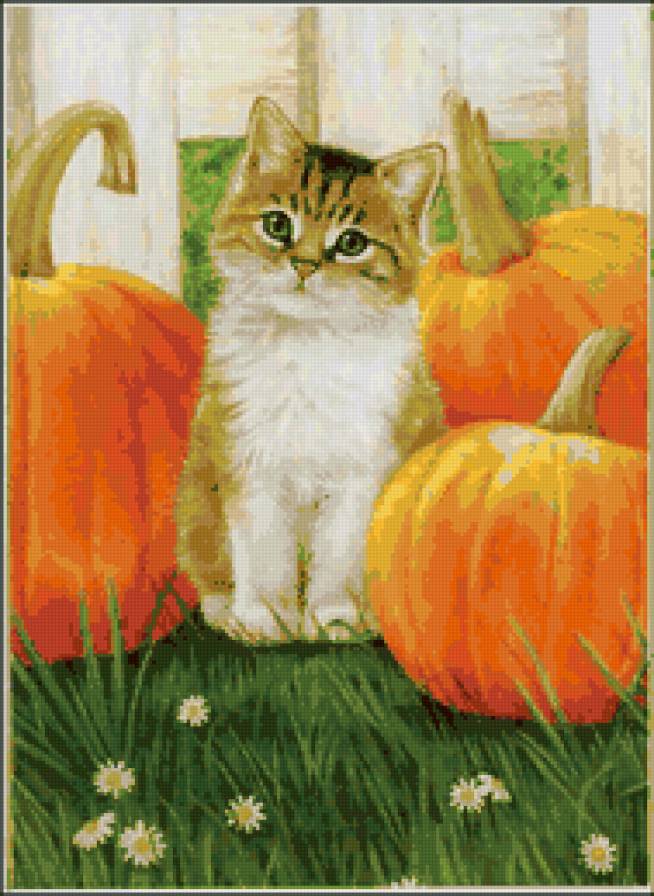 котенок и тыквы - тыквы, котенок - предпросмотр