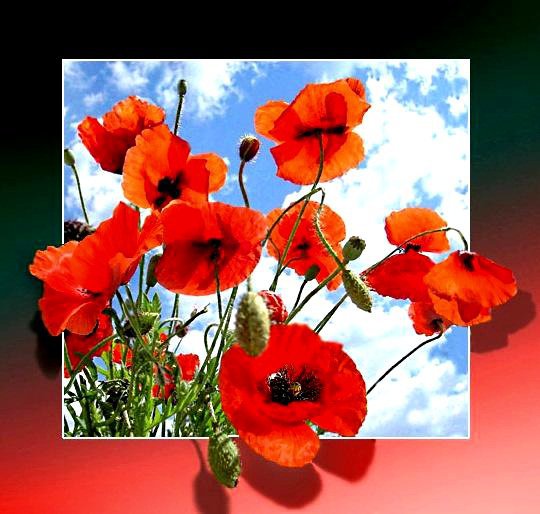 маки - цветы, маки - оригинал