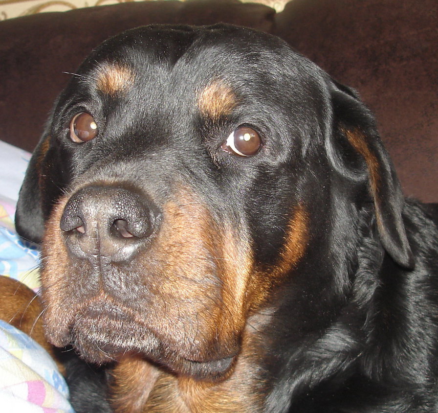 Ротвейлер 5 - оригинал