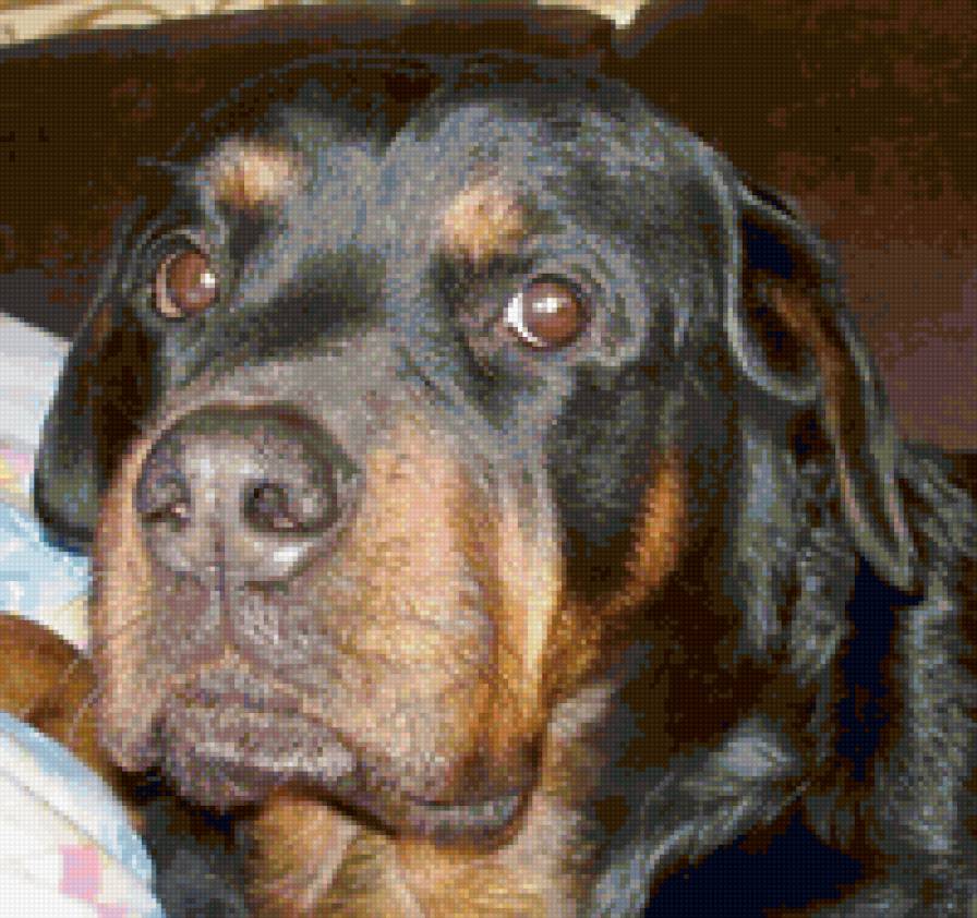 Ротвейлер 5 - предпросмотр