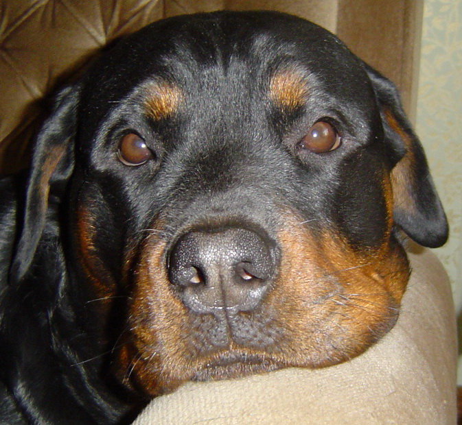 Ротвейлер 5 - оригинал
