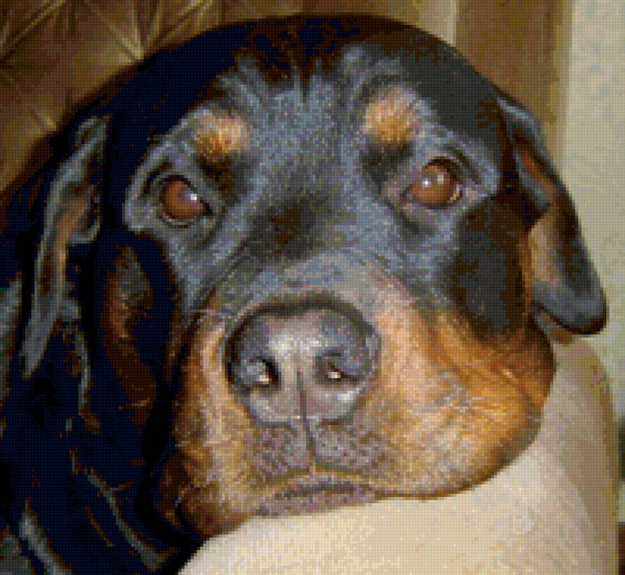 Ротвейлер 5 - предпросмотр