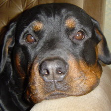 Схема вышивки «Ротвейлер 5»