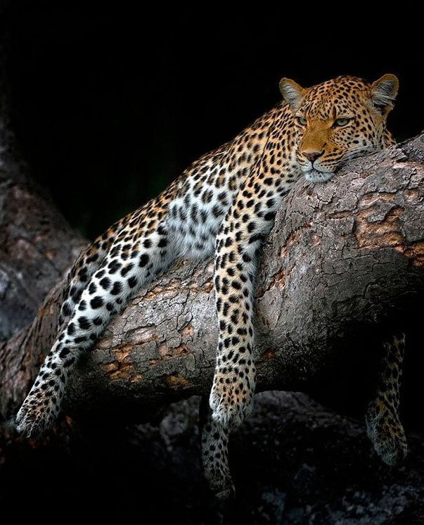 №158015 - животные - оригинал