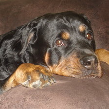 Схема вышивки «Ротвейлер 6»