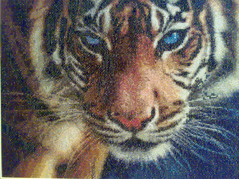 Усатый  - полосатый - животные. тигры - оригинал