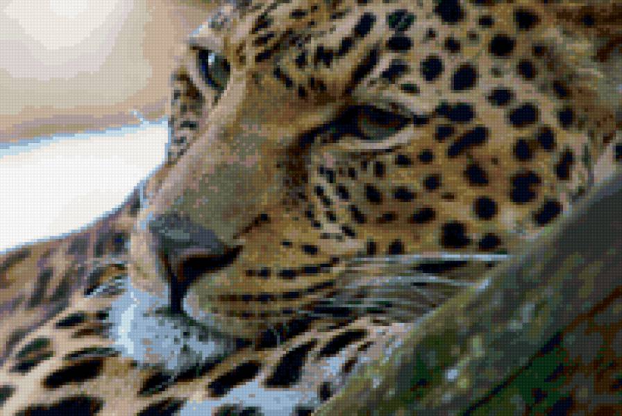 Мечтатель - животные. леопарды. - предпросмотр