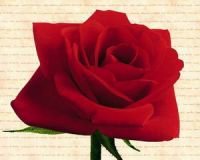 Схема вышивки «Роза»