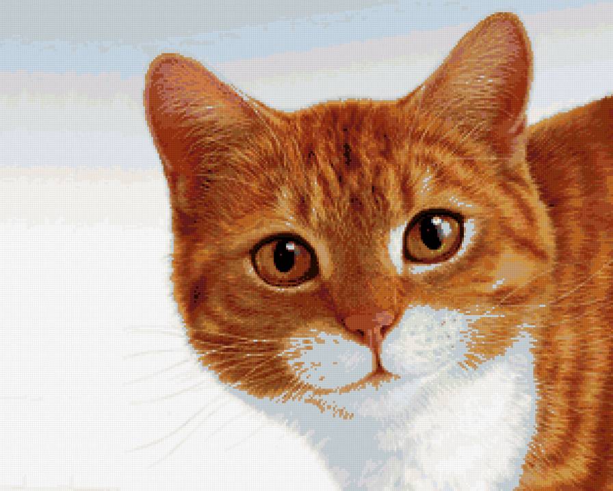 Рыжий кот - кот - предпросмотр