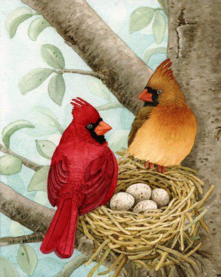 Кардинал - гнездо, кардинал, природа, птички, птицы - оригинал