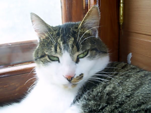 Тимофей - котенок, котик, кошка, кот - оригинал