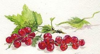 Веточка смородины - красная смородина, ягоды, веточка, смородина, ягодки - оригинал
