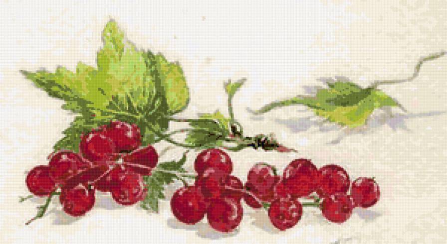 Веточка смородины - веточка, красная смородина, ягоды, ягодки, смородина - предпросмотр