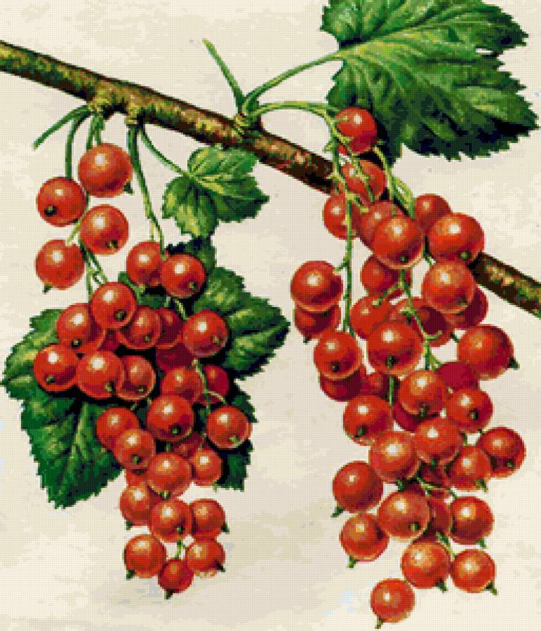 Панно с ягодами - смородина, красная смородина, ягодки, веточка, ягоды - предпросмотр