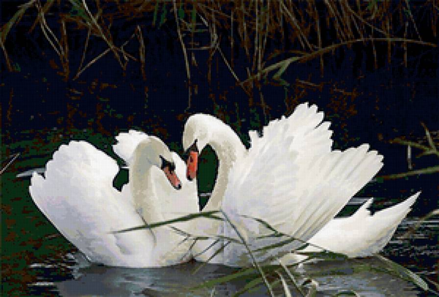 3 белых лебедя. Красивые лебеди. Лебеди на озере. Два лебедя. Любовь и лебеди.