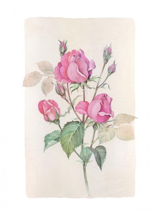 Акварельные цветы - цветы, живопись, розы, акварель, картина, природа - оригинал