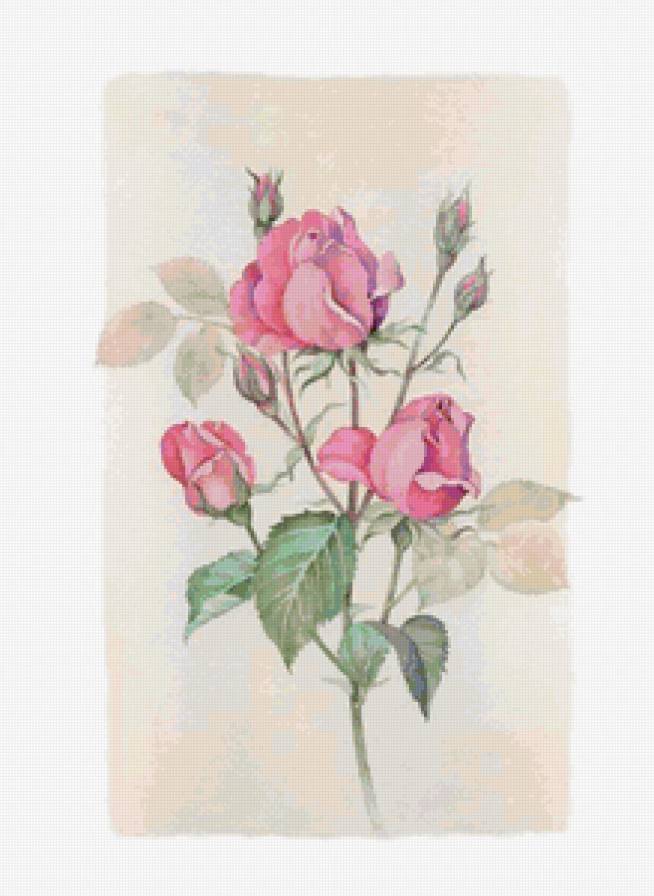 Акварельные цветы - розы, цветы, живопись, природа, акварель, картина - предпросмотр