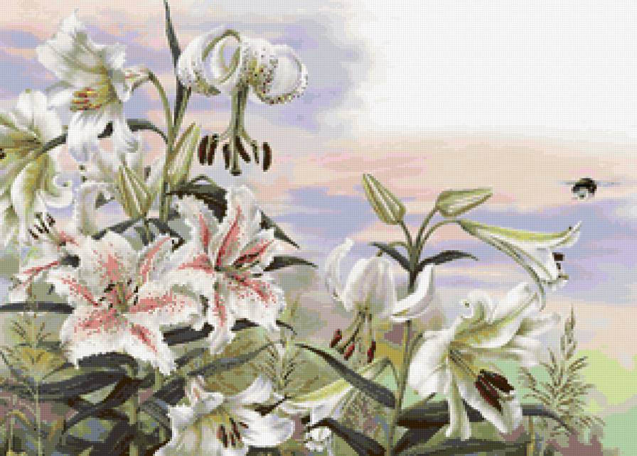 белые лилии - предпросмотр