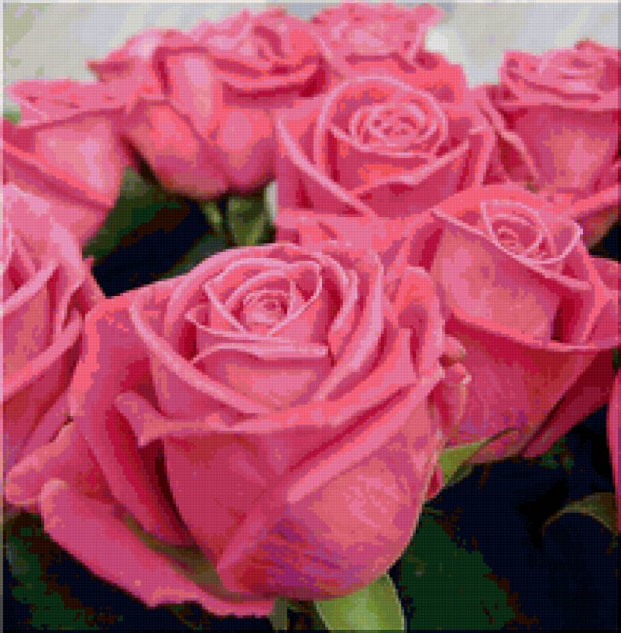 №159273 - розы, цветы, розовые - предпросмотр