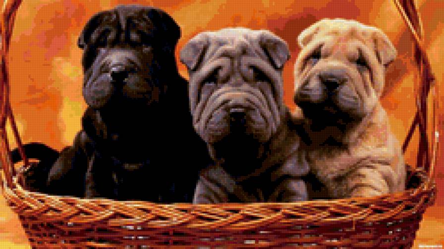 №159285 - собаки, щенята - предпросмотр