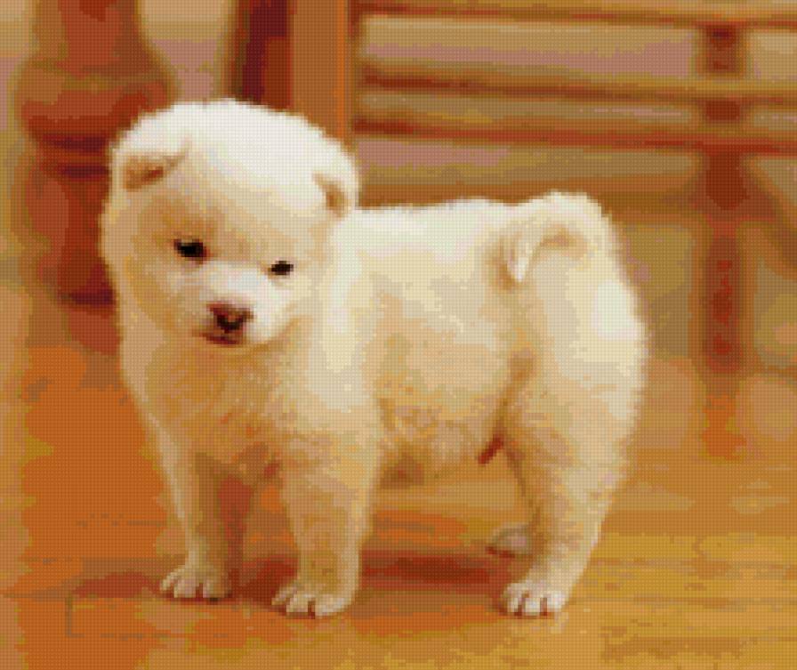 №159287 - щенята, собаки - предпросмотр