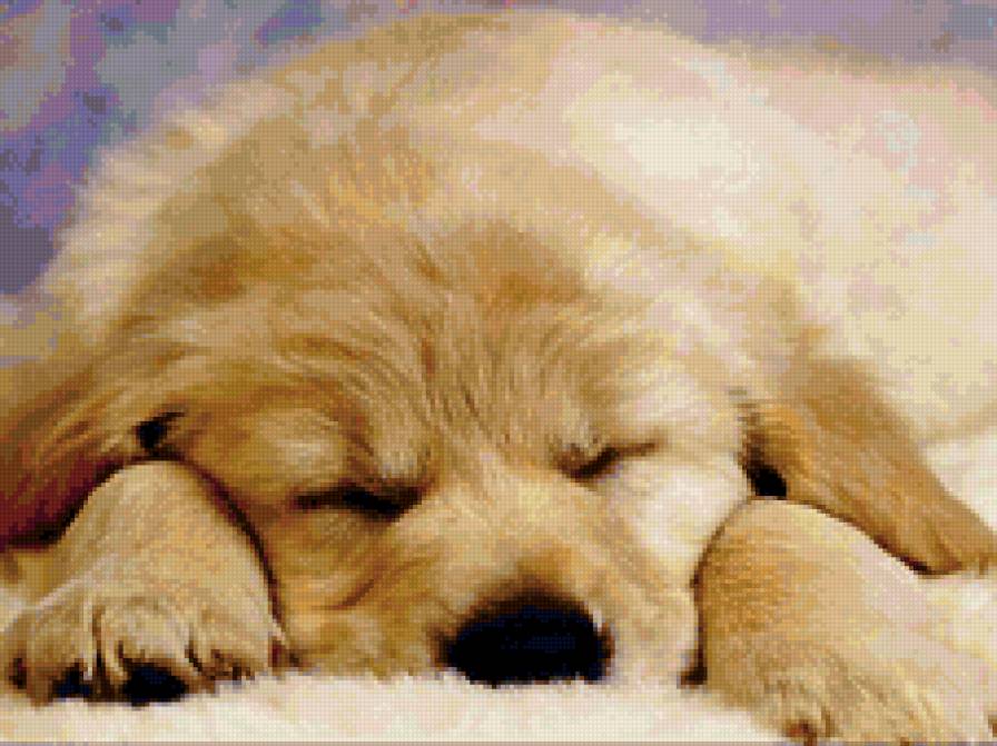 №159288 - щенята, собаки - предпросмотр