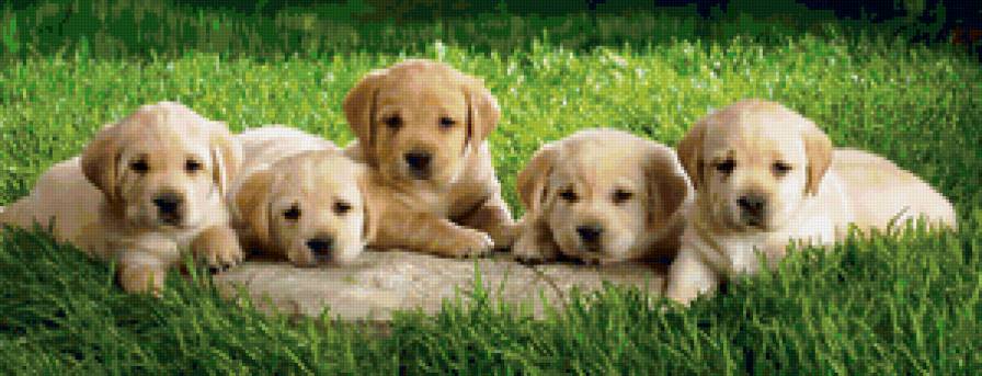 №159290 - собаки, щенята - предпросмотр