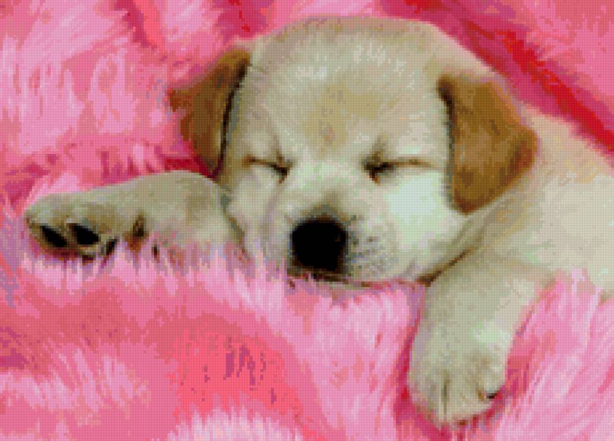 №159291 - щенята, собаки - предпросмотр