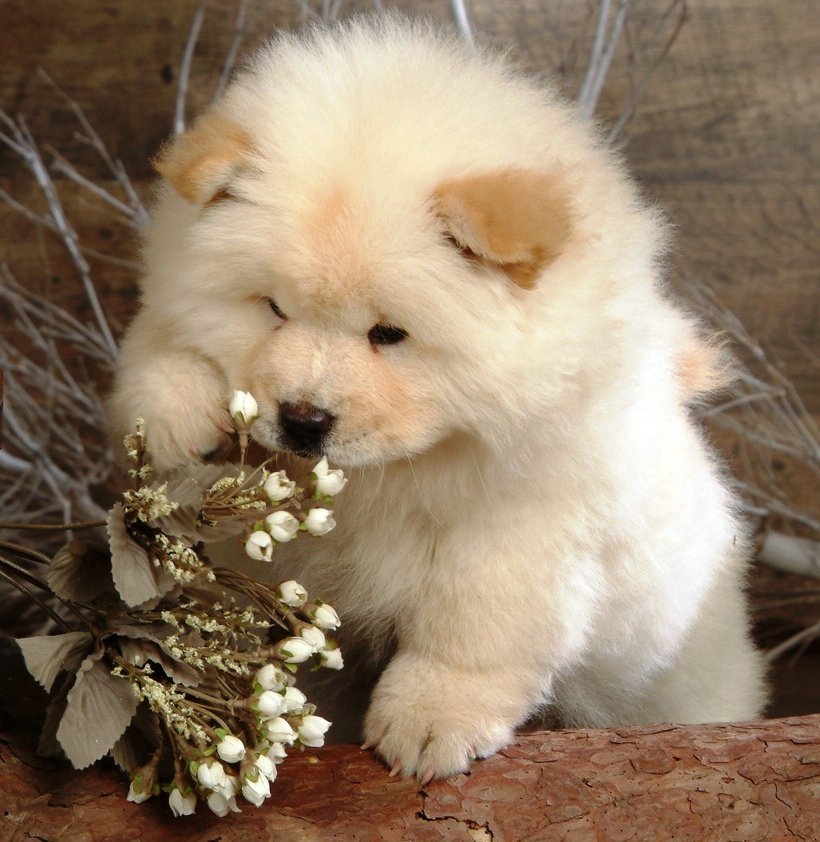 №159293 - собаки, щенята - оригинал