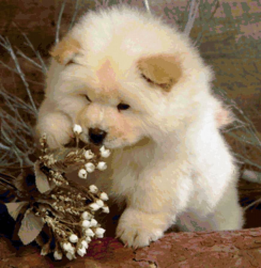 №159293 - собаки, щенята - предпросмотр