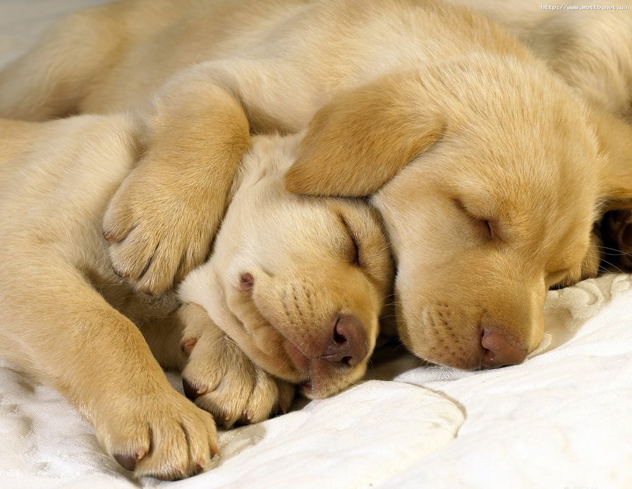 №159294 - щенята, собаки - оригинал