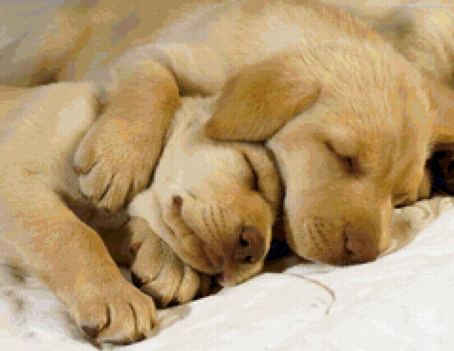 №159294 - собаки, щенята - предпросмотр