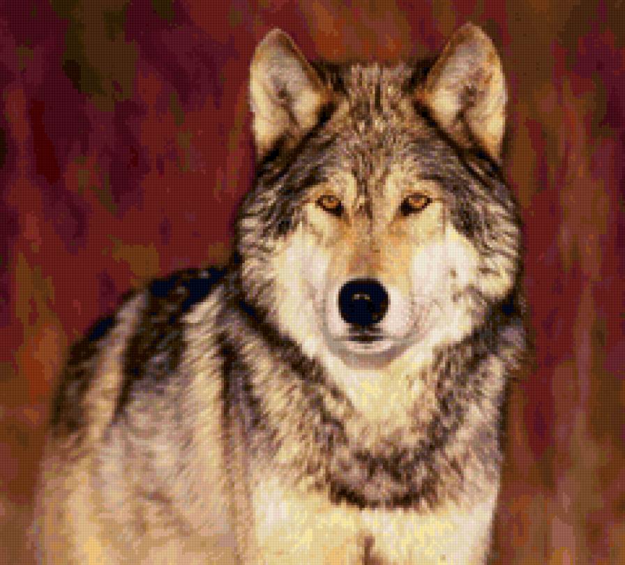 №159295 - волк - предпросмотр