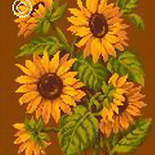 подсолнухи