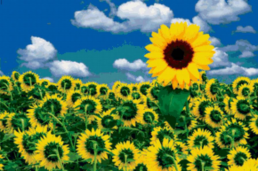 подсолнухи - лето, цветы, подсолнухи - предпросмотр