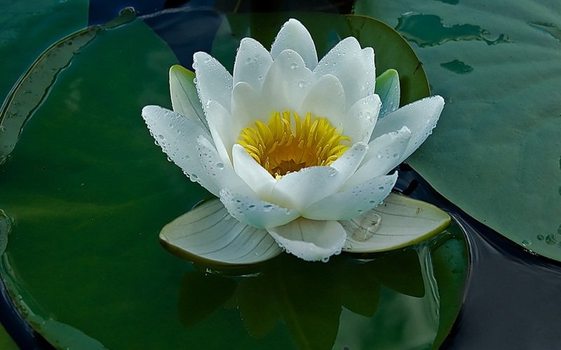 Лотос белый - кувшинки, водяные лилии, цветы, вода - оригинал